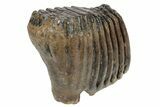 Partial Woolly Mammoth Fossil Molar - Poland #235272-3